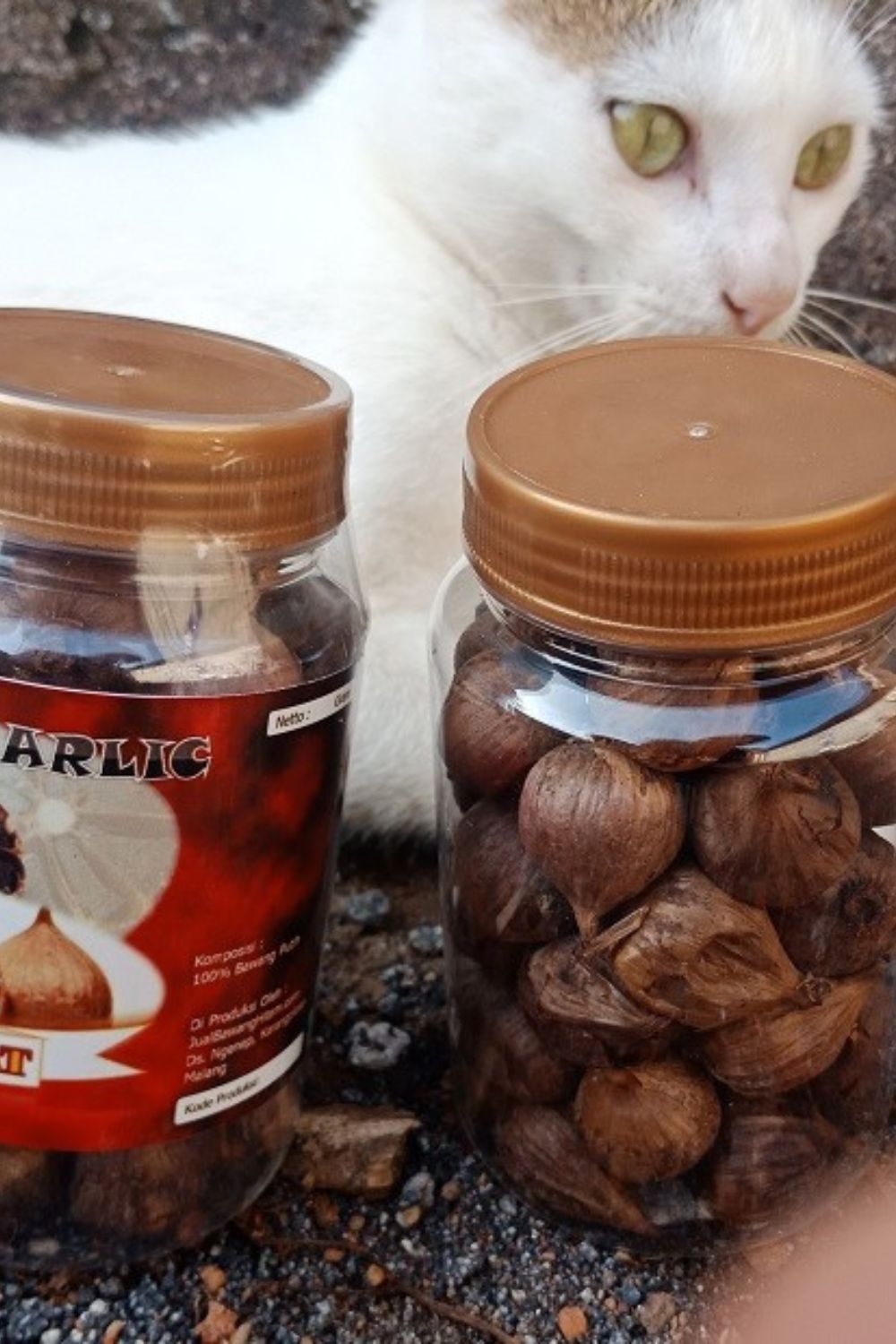 Black Garic With Cat